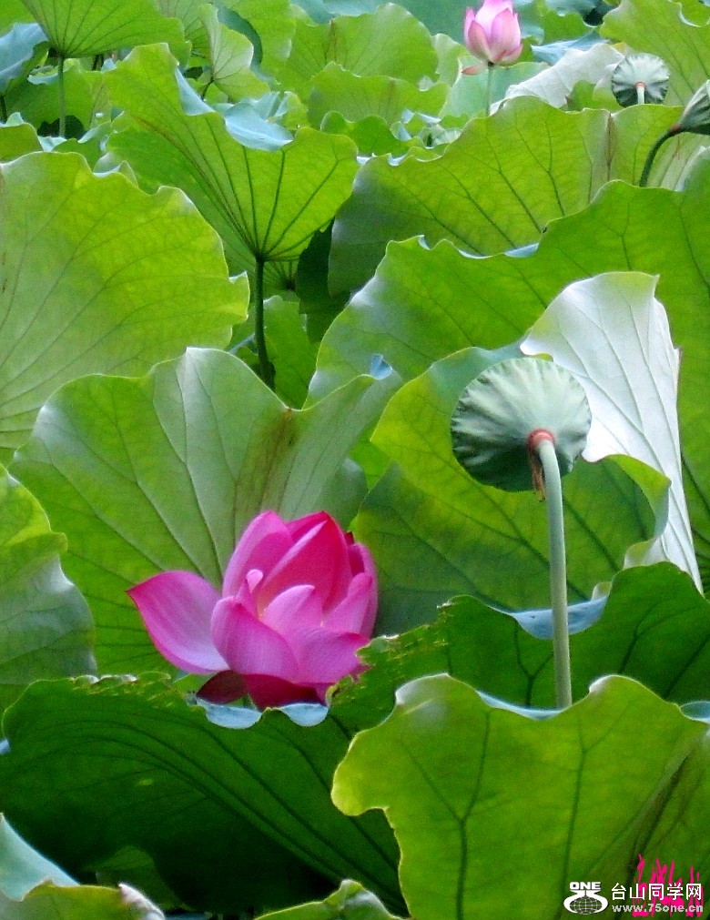 ���������� 102_conew1.jpg