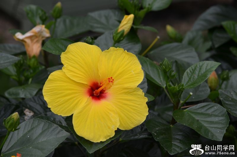 6-24-2012 Longwood 317.jpg