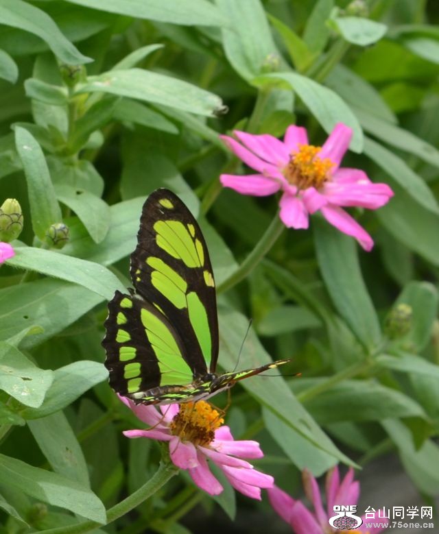 6-17-2012 Butterfly 076.jpg