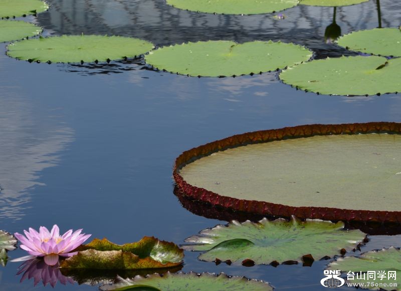 6-24-2012 Longwood 198.jpg