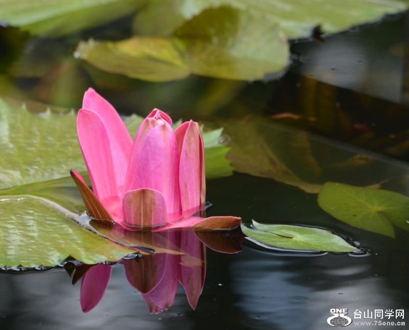 6-24-2012 Longwood 127.jpg