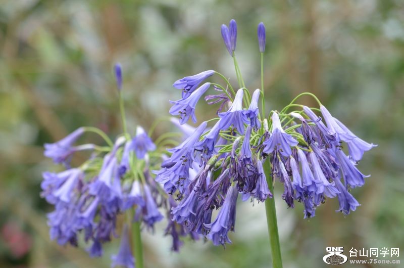 6-24-2012 Longwood 358.jpg