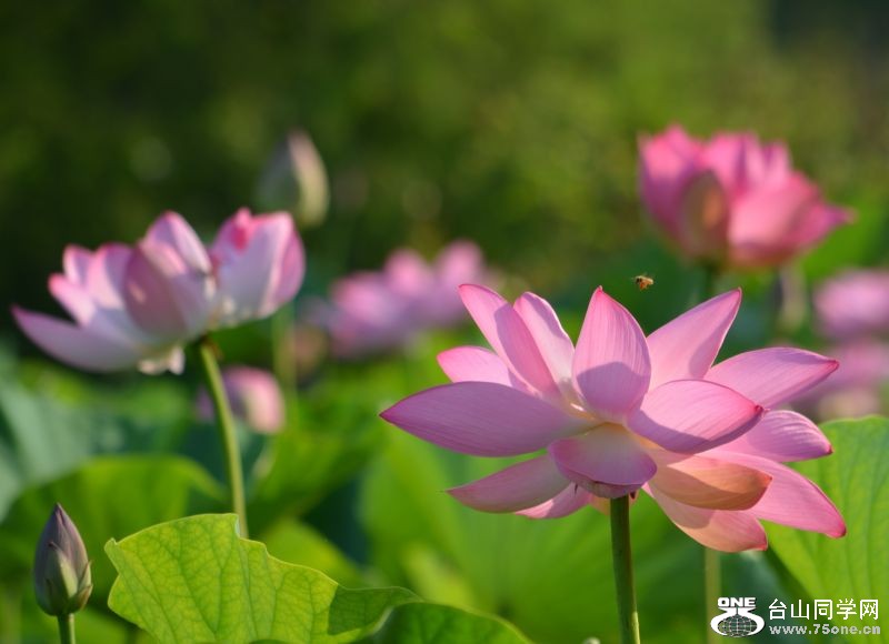 6-21-2012 Flowers 157.jpg