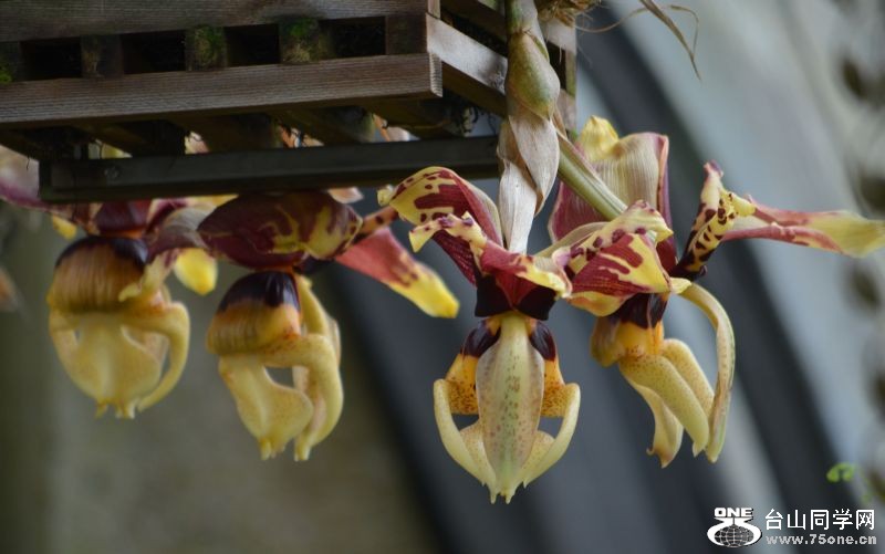 6-24-2012 Longwood 357.jpg