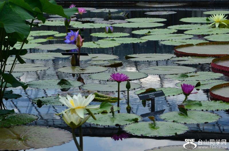 6-24-2012 Longwood 178.jpg