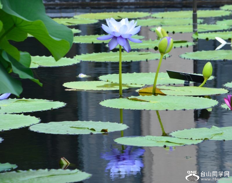 6-24-2012 Longwood 237.jpg