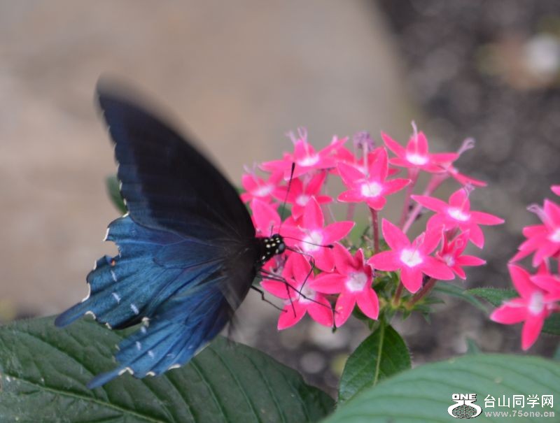 6-17-2012 Butterfly 026.jpg
