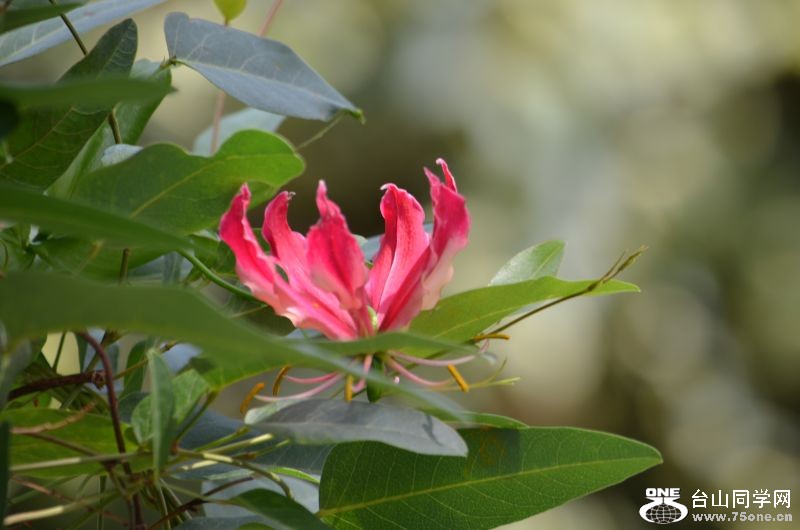 6-24-2012 Longwood 368.jpg