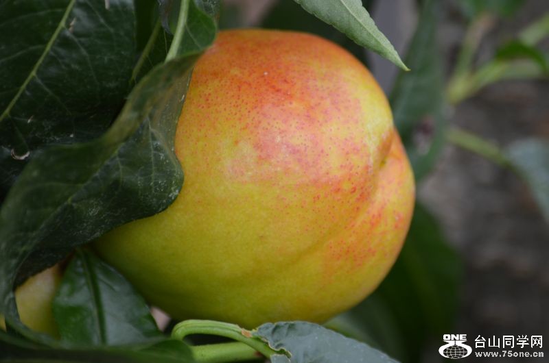 6-24-2012 Longwood 377.jpg