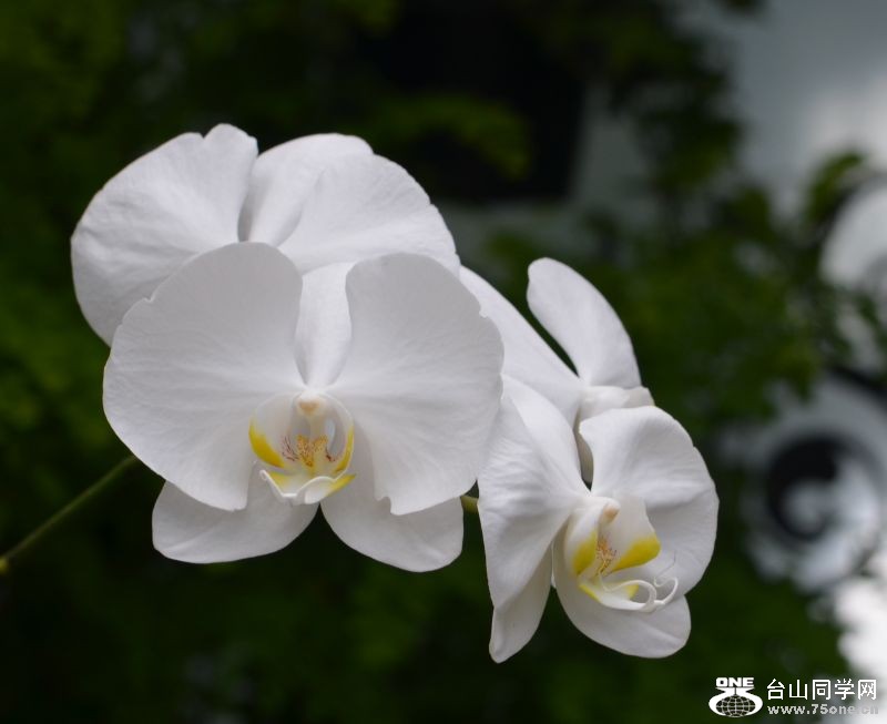 6-24-2012 Longwood 260.jpg