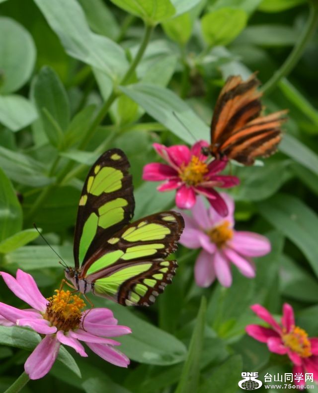 6-17-2012 Butterfly 078.jpg