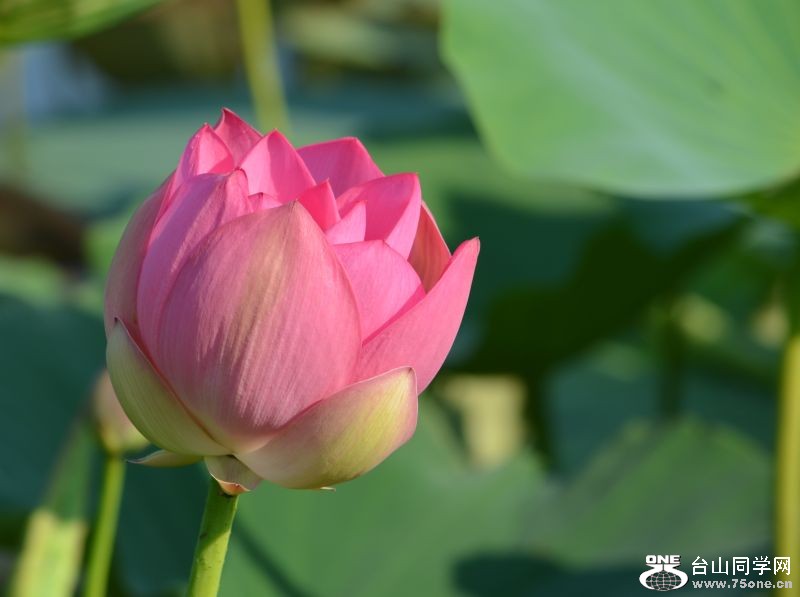 6-21-2012 Flowers 193.jpg