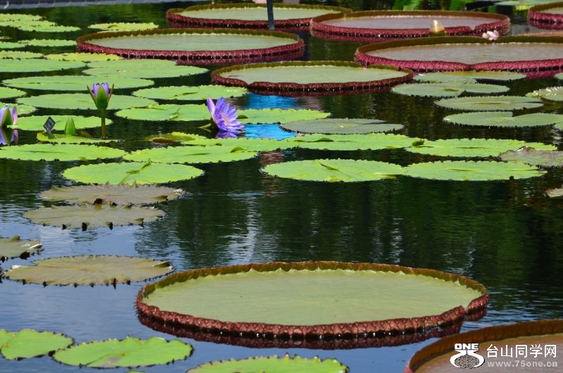 6-24-2012 Longwood 152.jpg