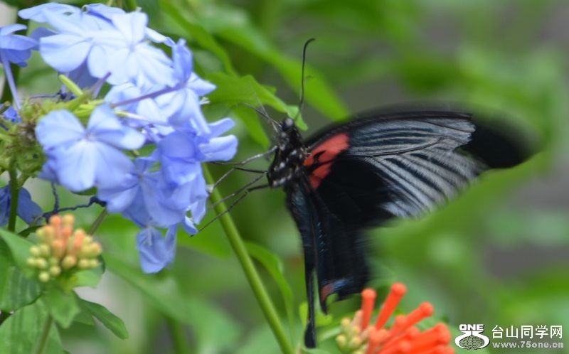 6-17-2012 Butterfly 132.jpg
