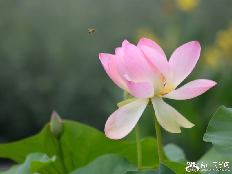 6-24-2012 Longwood 181.jpg