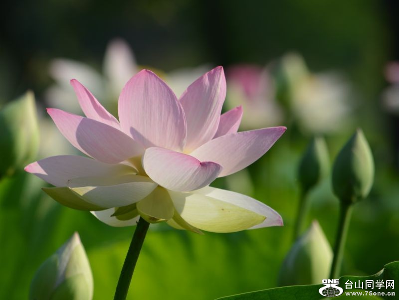 6-21-2012 Flowers 256.jpg