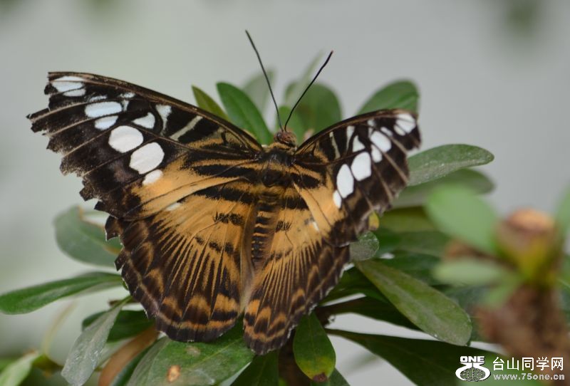 6-17-2012 Butterfly 020.jpg