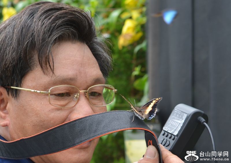 6-17-2012 Butterfly 136.jpg