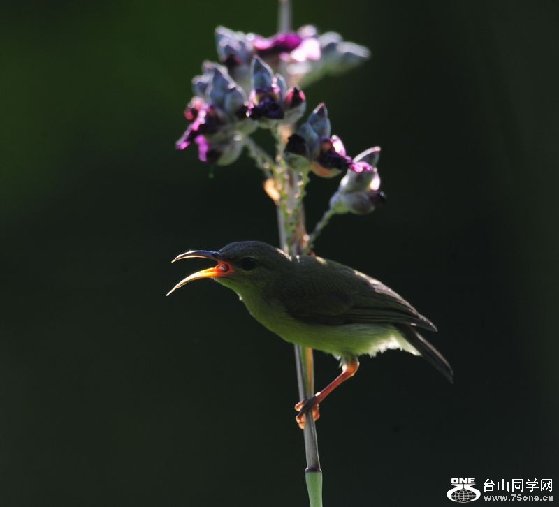 DSC_1252.JPG