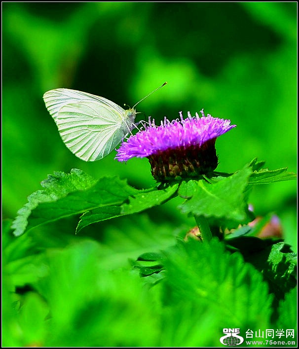 DSC_0442-2.jpg