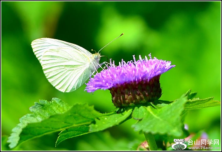DSC_0442.jpg