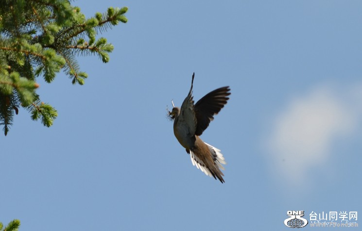 DSC_0993bs.jpg