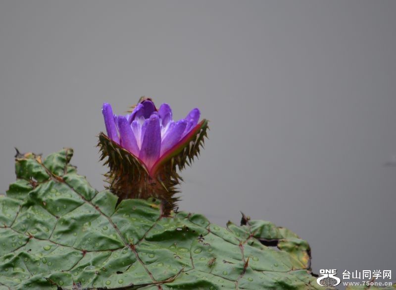 6-21-2012 Flowers 210.jpg