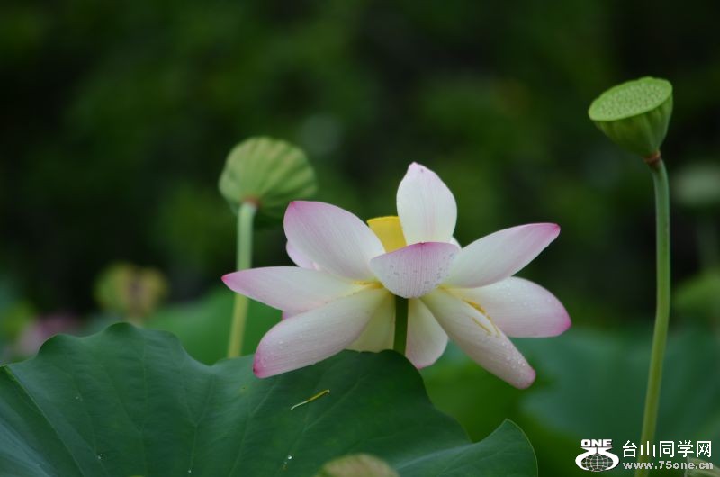 6-21-2012 Flowers 050.jpg