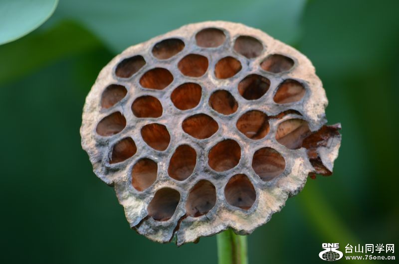 6-21-2012 Flowers 151.jpg