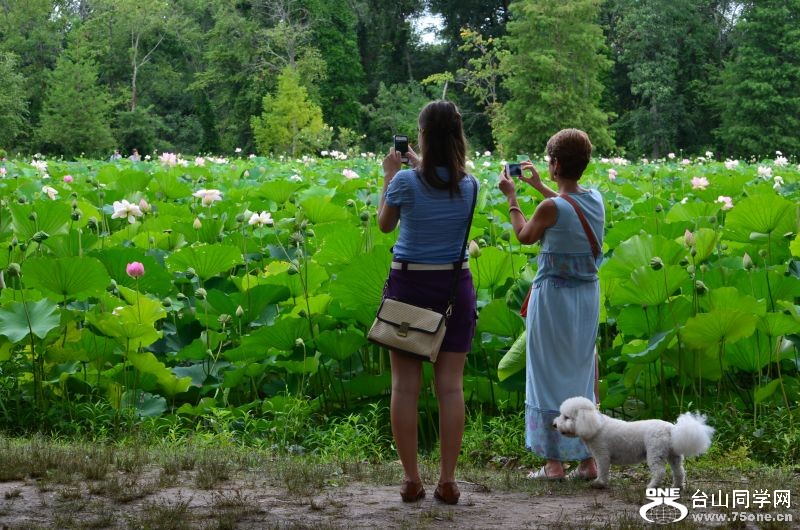 6-21-2012 Flowers 281.jpg