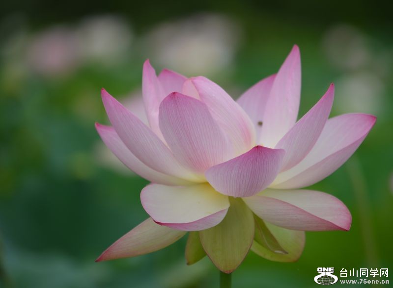 6-21-2012 Flowers 042.jpg