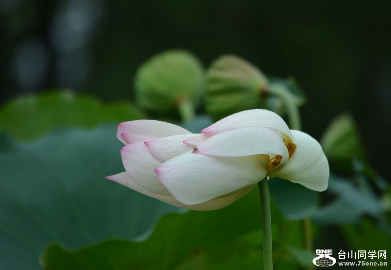 6-21-2012 Flowers 047.jpg