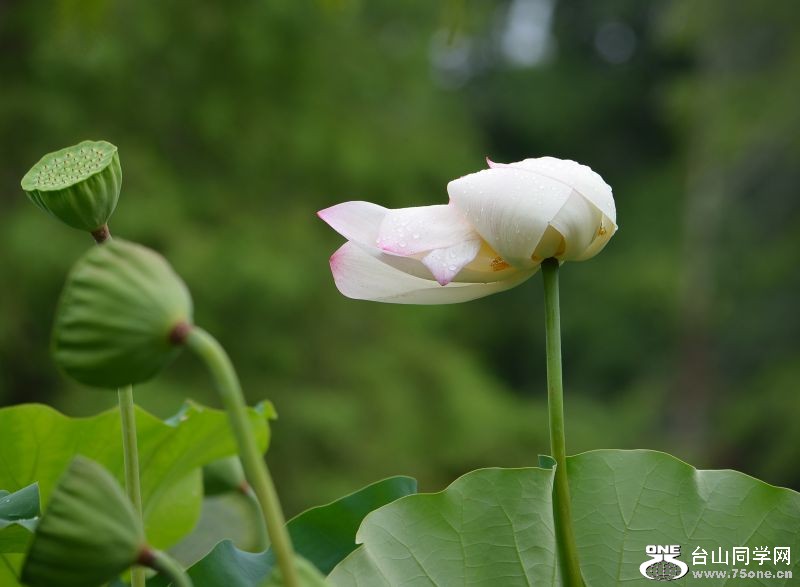 6-21-2012 Flowers 040.jpg