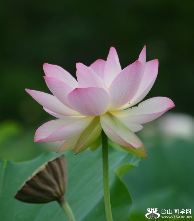 6-21-2012 Flowers 043.jpg