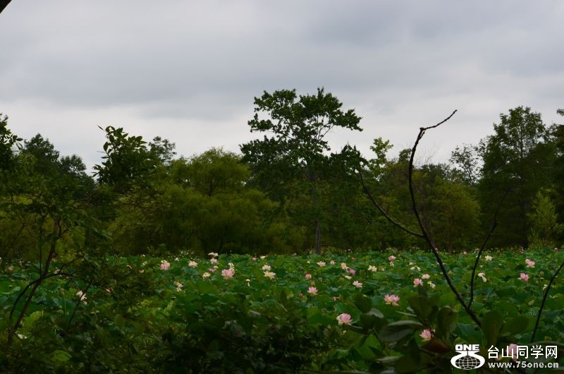 6-21-2012 Flowers 285.jpg