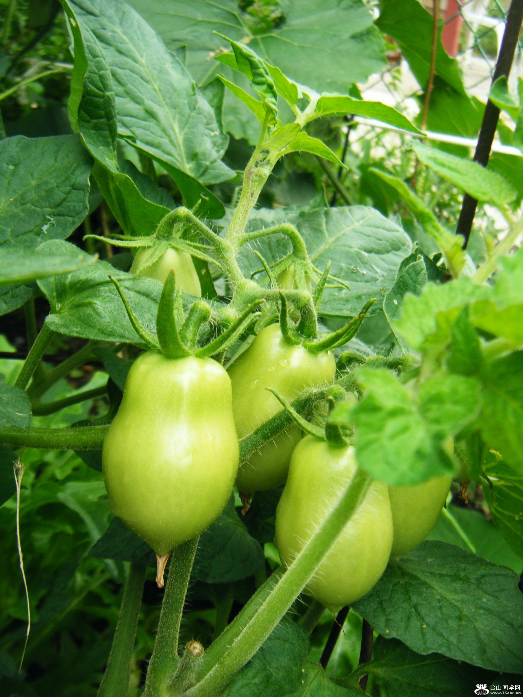 ȼلٵ Calabogie ؼ·ĵġؼĵǰ@ 036.JPG