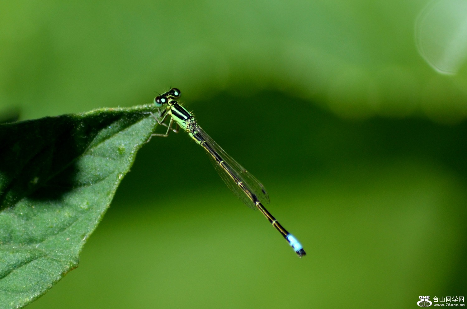 dsc_0027.jpg