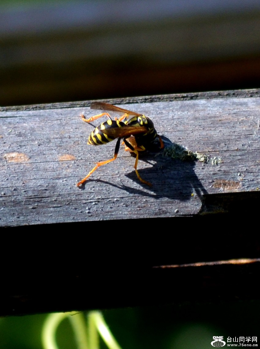 dsc_0046_7.jpg