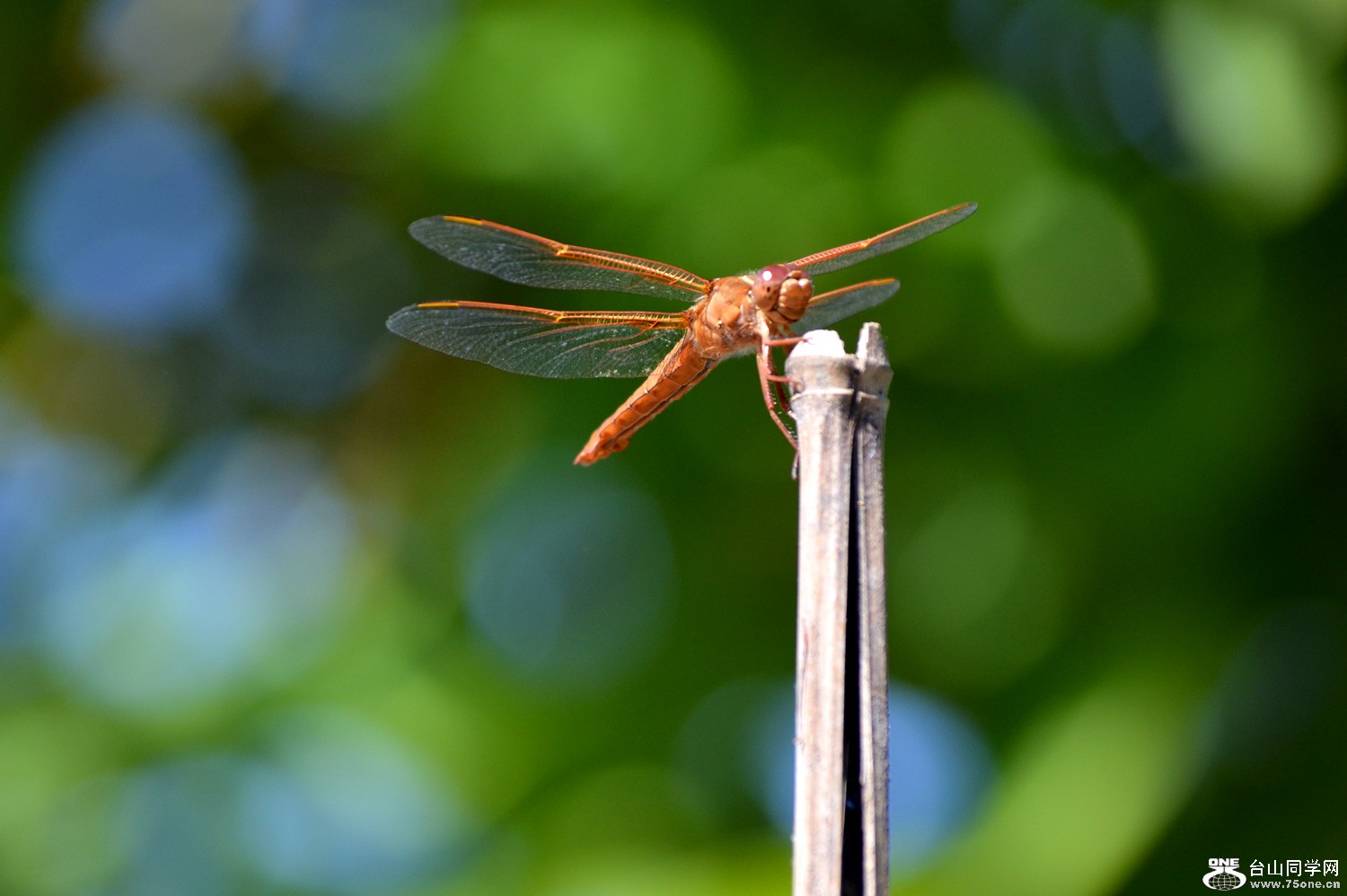 dsc_0612_9.jpg