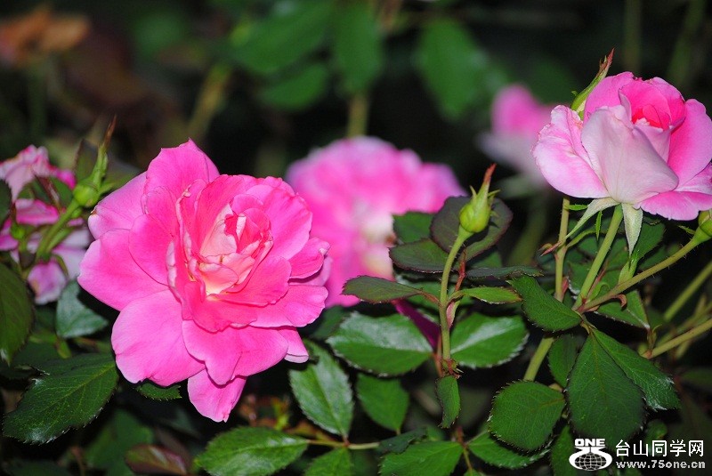 DSC_5078.JPG