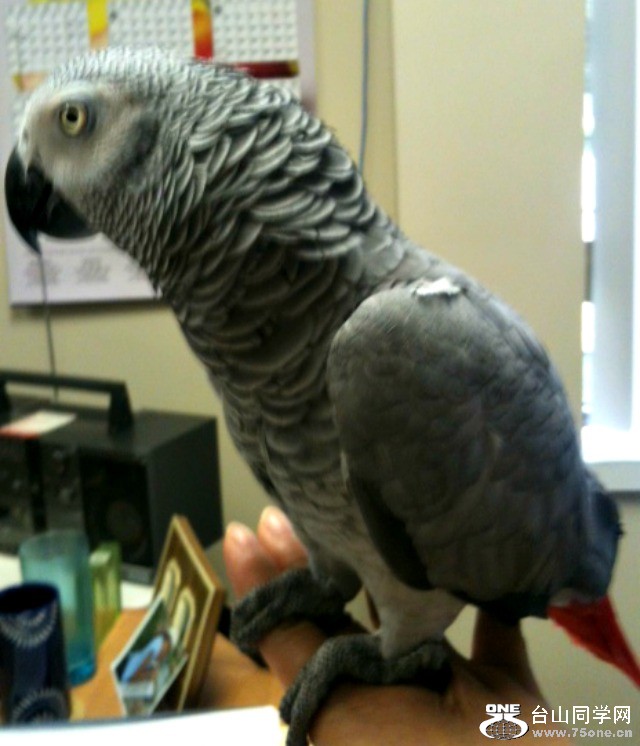 Parrot 2.jpg