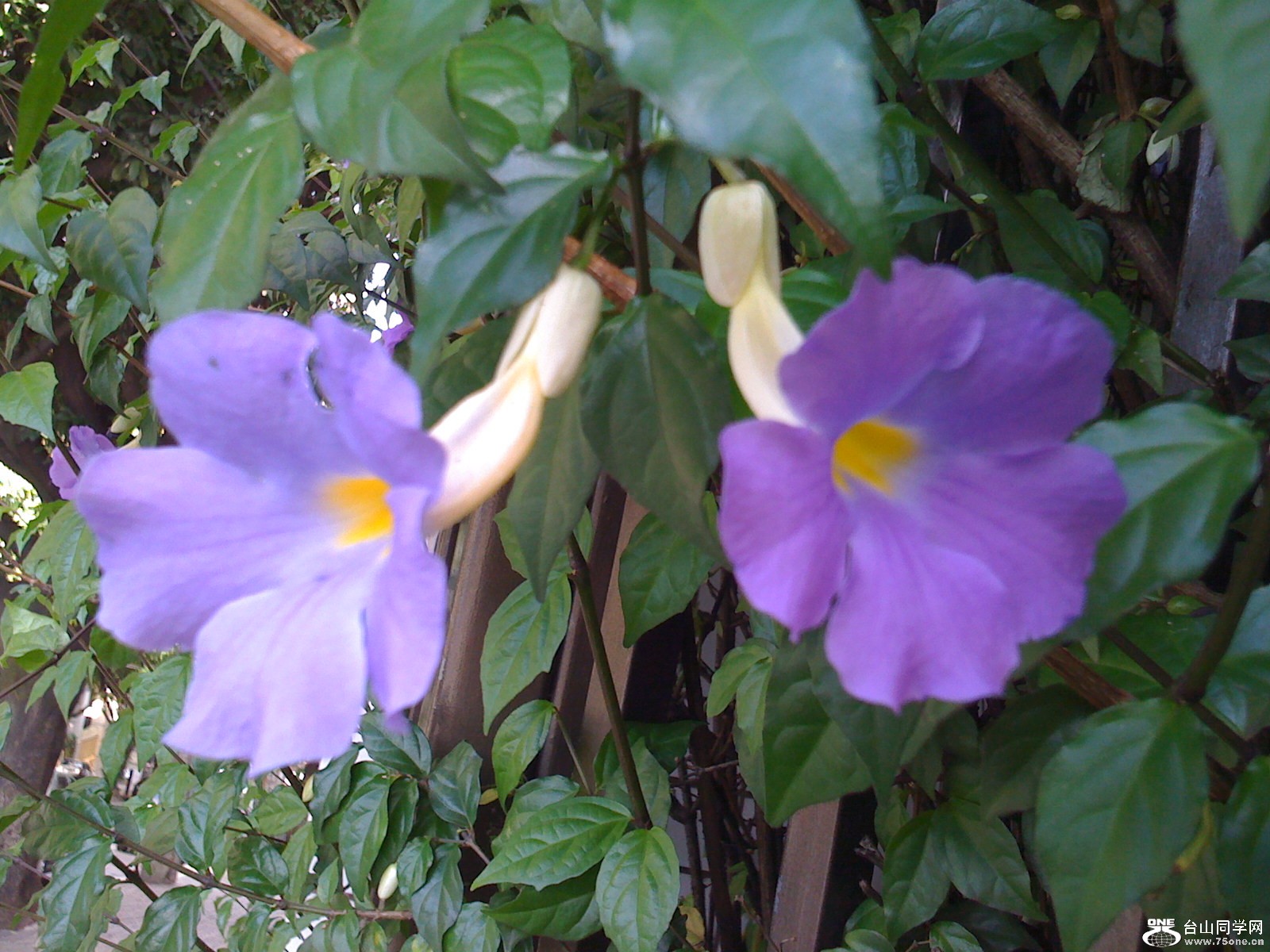 fotos do iphone 424.JPG