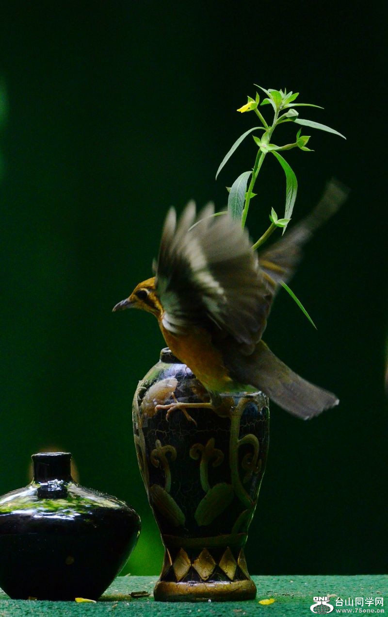 DSC_5937.JPG