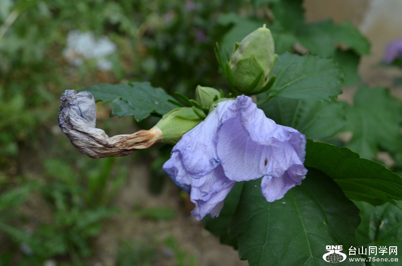 DSC_1724.JPG