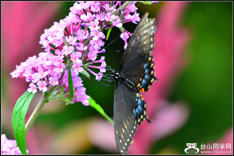 DSC_4018.jpg
