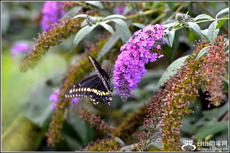 DSC_4393.jpg
