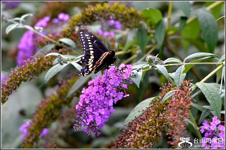 DSC_4398.jpg