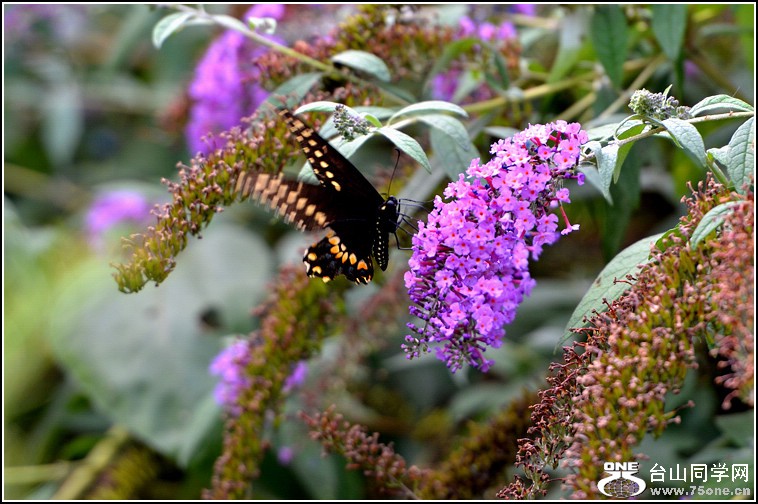 DSC_4394.jpg