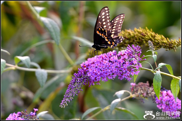 DSC_4306.jpg