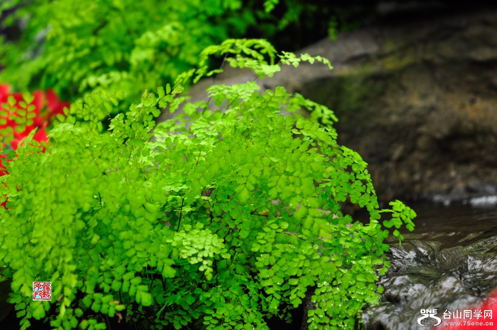 _DSC0700.jpg